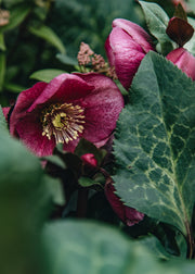Hellebore Helleborus Frostkiss Charmer, 2/3L
