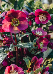 Rococo Helleborus Frostkiss Vibey Velvet, 2/3L