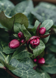 Hellebore Helleborus Frostkiss Vibey Velvet, 2/3L