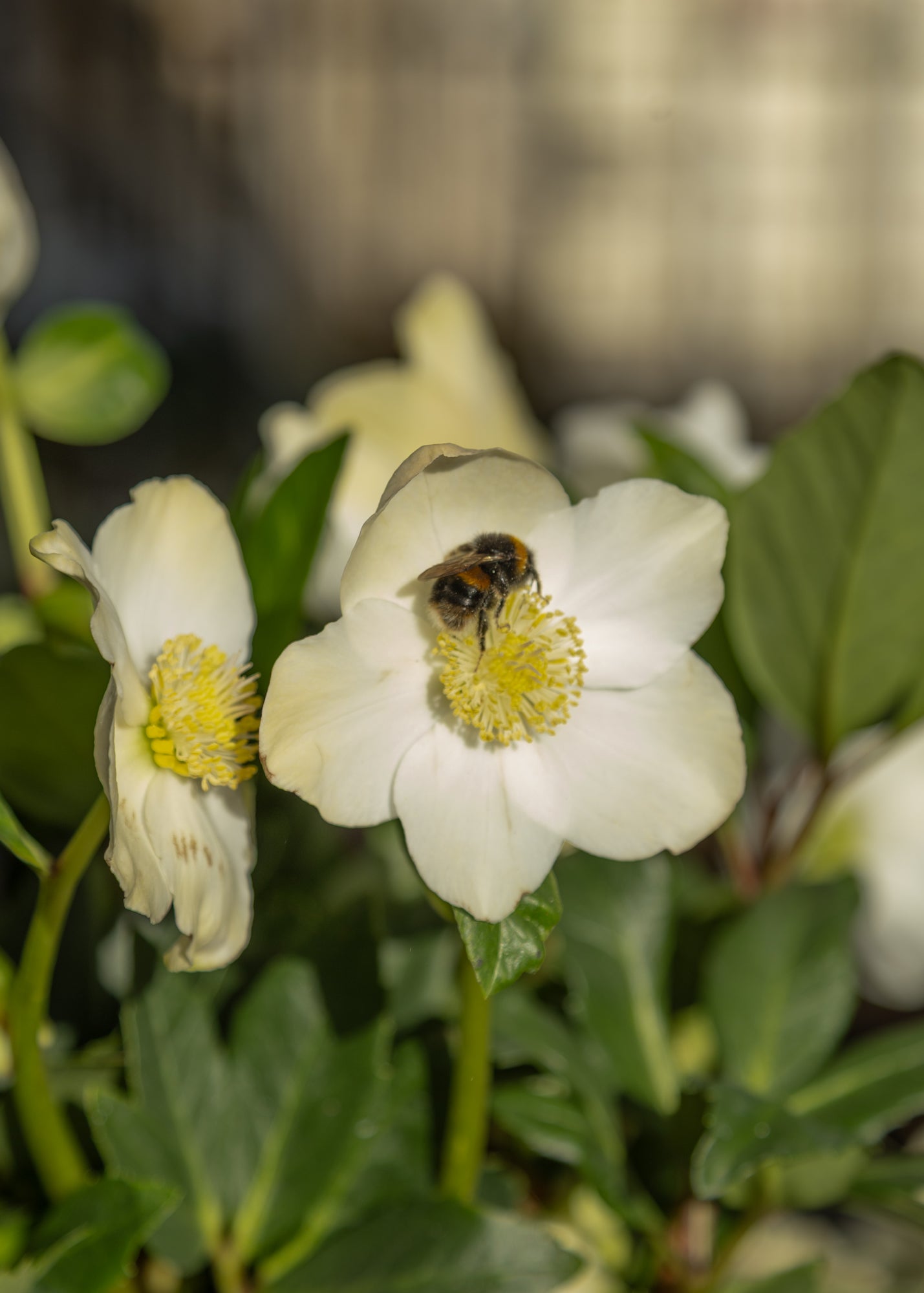 Hellebore Helleborus niger Diva in Terracotta Pot, 1/2L