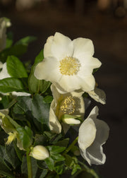 Hellebore Helleborus niger Diva in Terracotta Pot, 1/2L