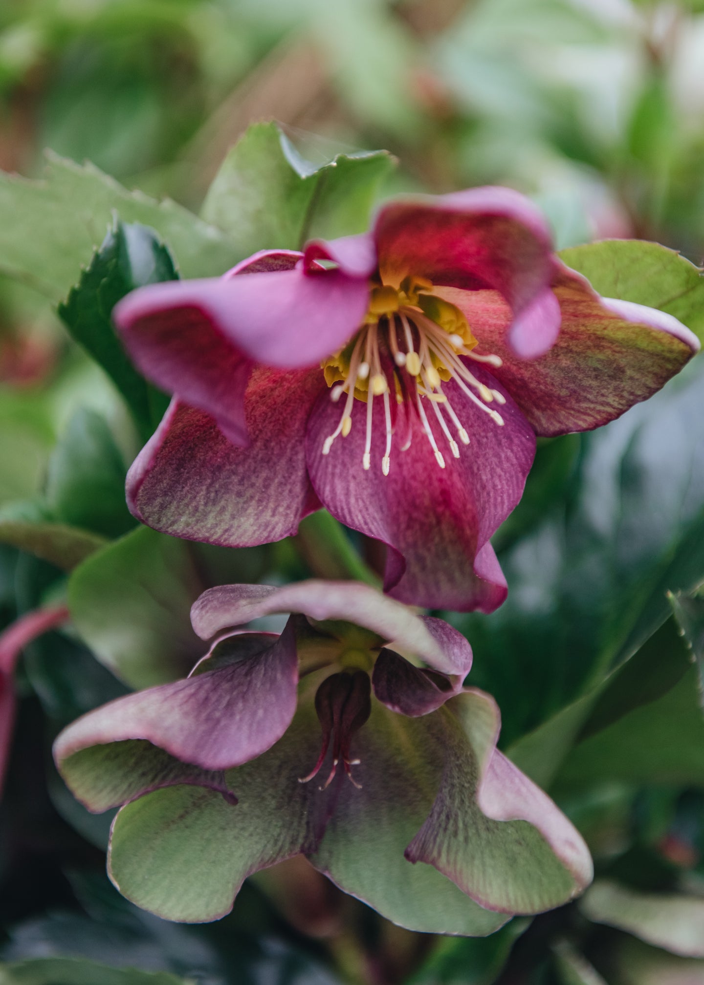 Convolvulus Helleborus Ice N Roses Red