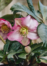 Hellebore Helleborus Ice n Roses Rosetta, 2L