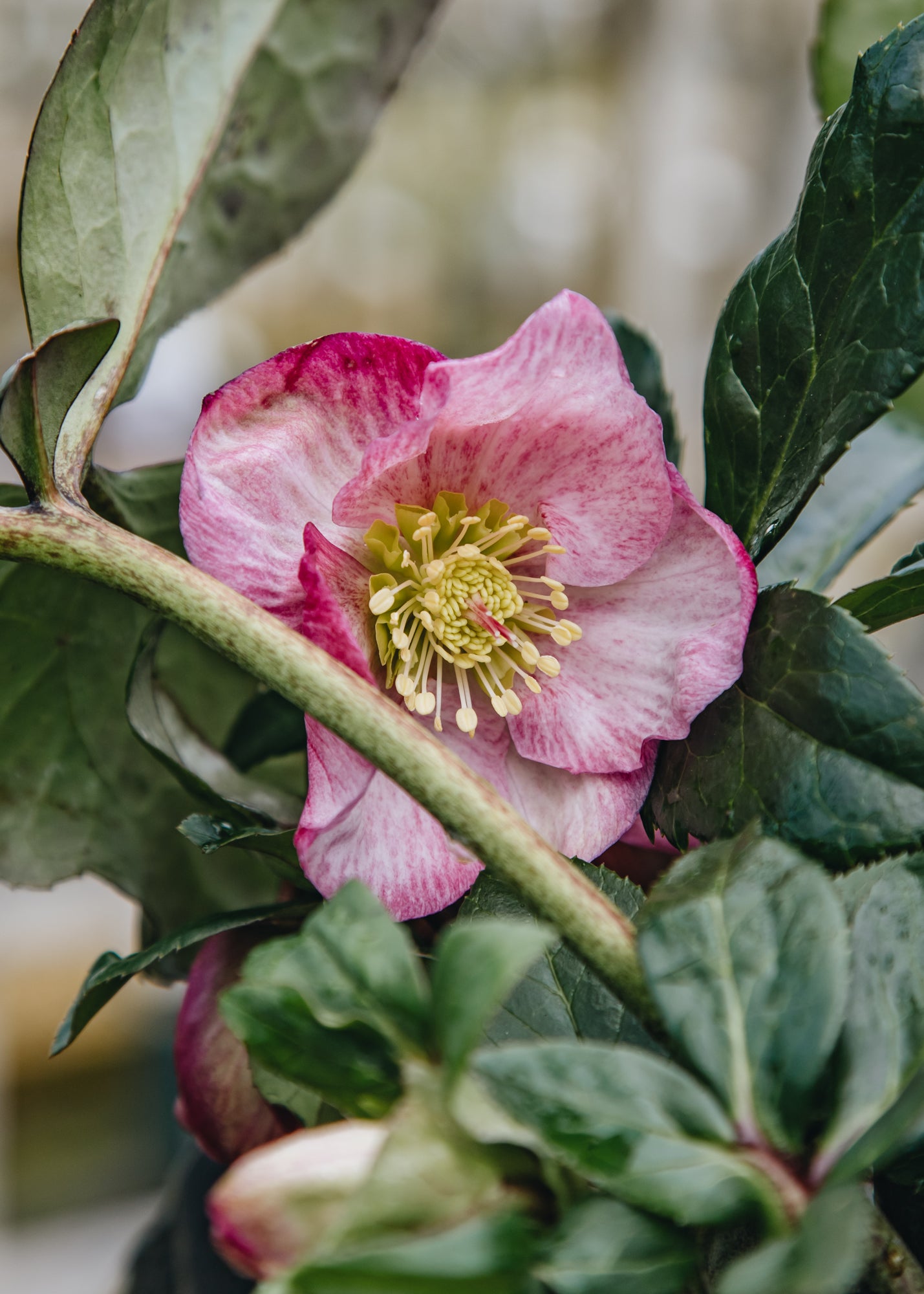 Helleborus Ice n Roses 'Rosetta', 2L – Burford Garden Co.