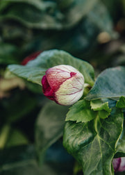 Hellebore Helleborus 'Ice Breaker Ruby', 2L