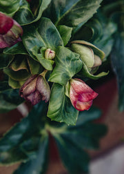 Hellebore Helleborus 'Ice Breaker Ruby', 2L