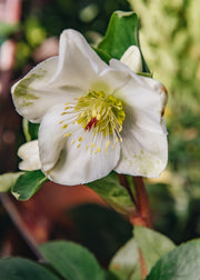 Hellebore Helleborus 'Ice n Roses White', 3L