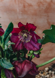Helleborus x lemperii 'Leona', 1L