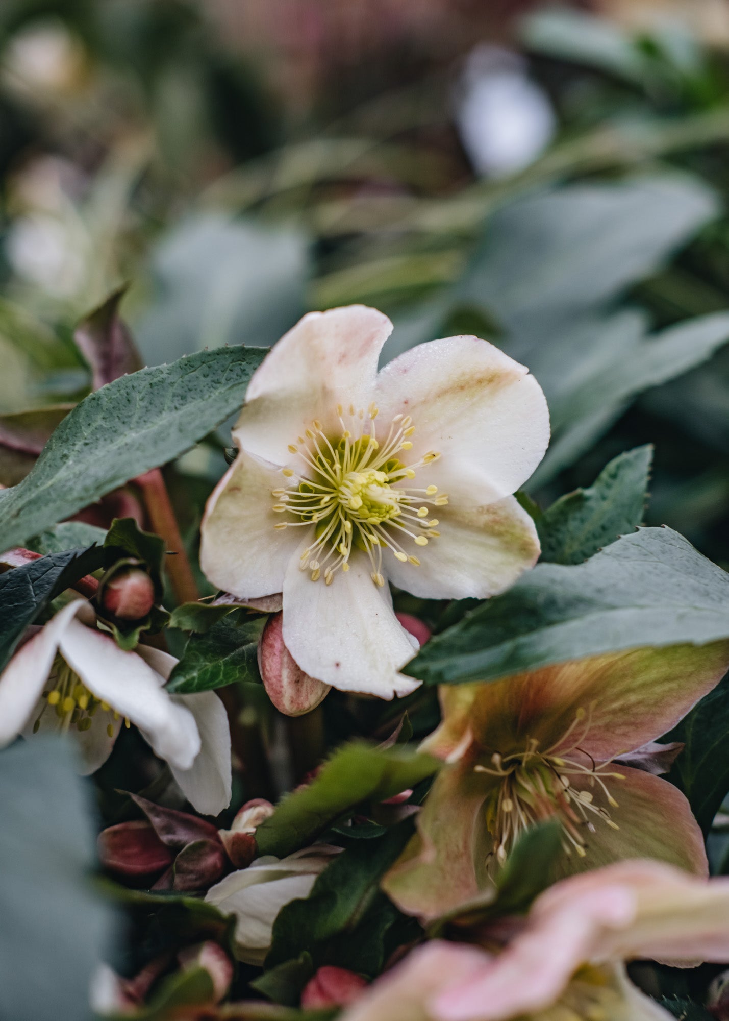 Helleborus Malory, 4.5L
