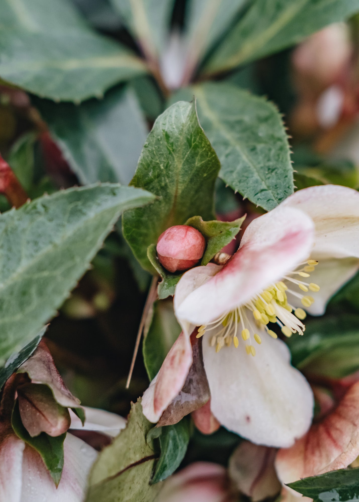 Hellebore Helleborus Malory, 4.5L