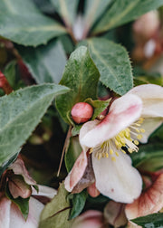 Hellebore Helleborus Malory, 4.5L