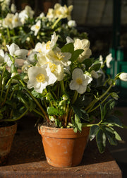 Hellebore Helleborus niger Diva in Terracotta Pot, 1/2L