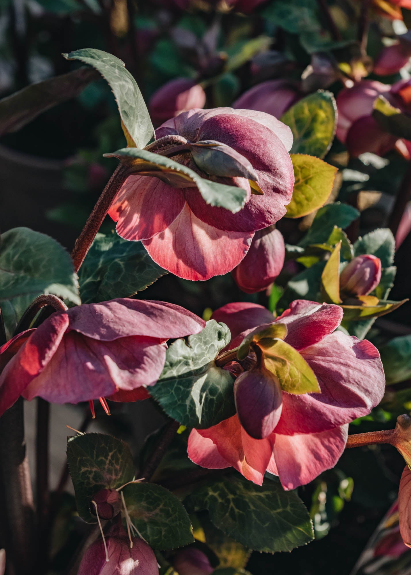 Hellebore Helleborus x ericsmithii Penny’s Pink 