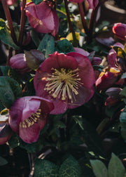 Helleborus x ericsmithii Penny’s Pink 