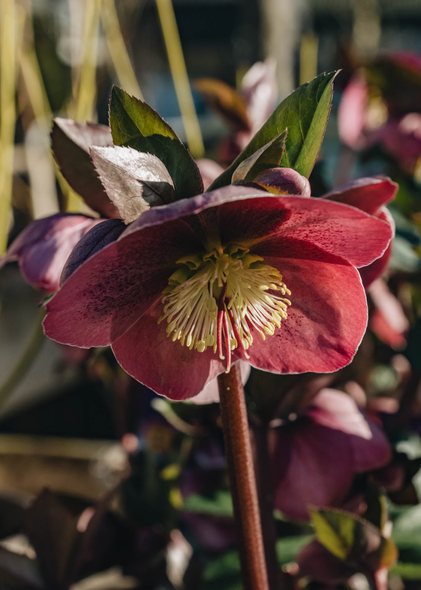 Helleborus Helleborus Pippa's Purple 