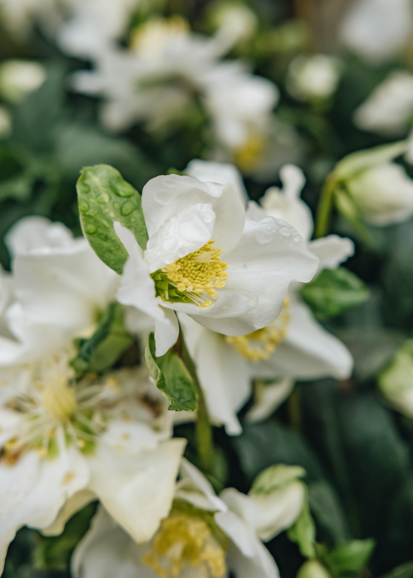 Helleborus niger Snow Sparkle, 2/3L