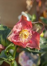 Hellebore Helleborus x hybridus Strawberry Moon, 2/3L 