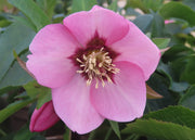 Helleborus orientalis 'Sugar Plum', 2L