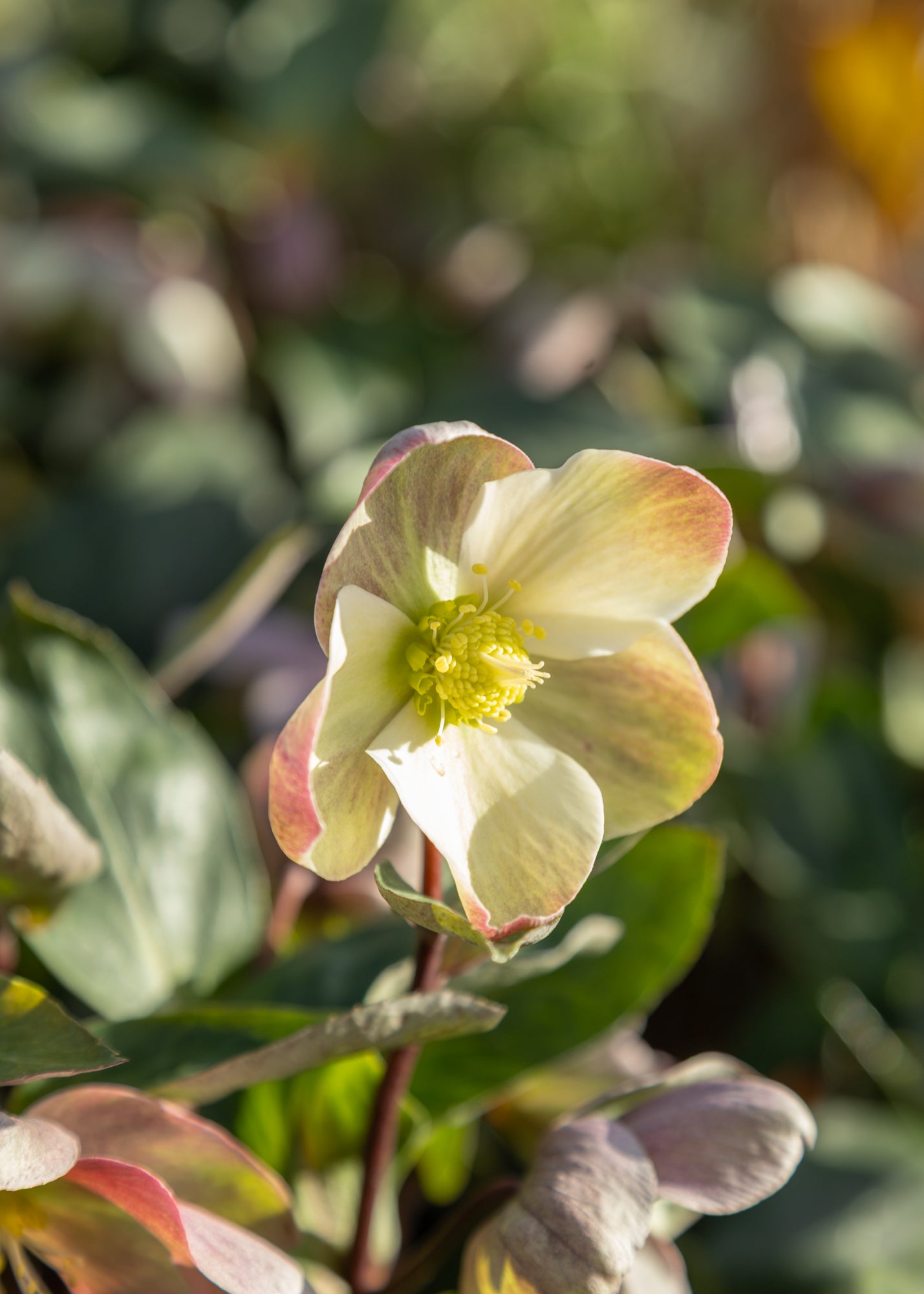 Hellebore Helleborus × ericsmithii Viv Valeria, 2/3L 