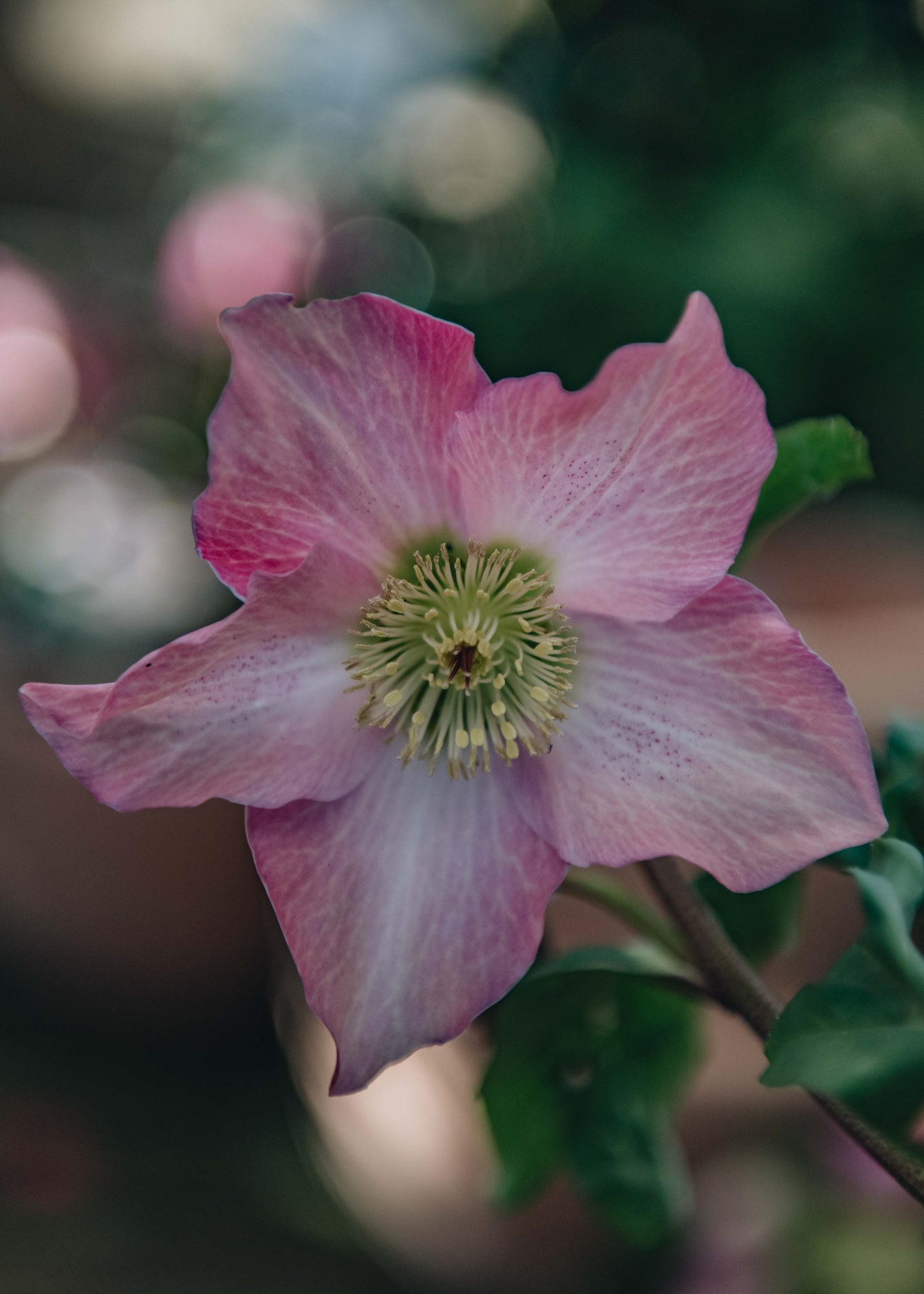 Convolvulus Helleborus Walberton's Rosemary