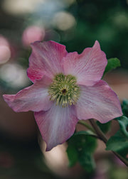 Convolvulus Helleborus Walberton's Rosemary