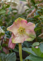 Hellebore Helleborus x lemperii Winter Ballet Katie , 2/3L