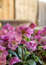 Helleborus Winter Ballet® Lulu, 2/3L