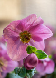 Helleborus Helleborus Winter Ballet® Lulu, 2/3L