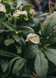 Hellebore Helleborus 'Winterbells', 2L