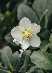 Hellebore Potted Hellebore niger 'Christmas Carol', 1L