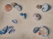 Collection of Shells I