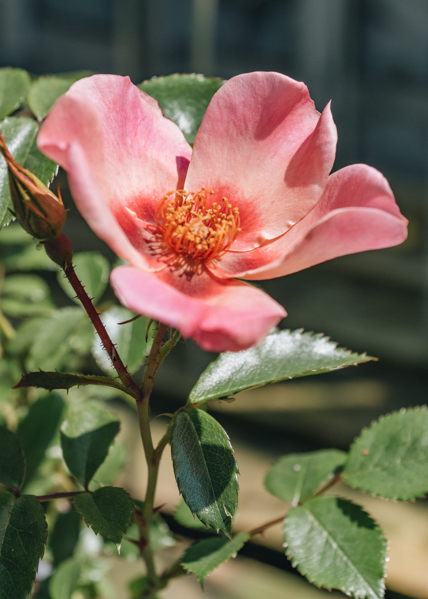 Roses Rosa For Your Eyes Only