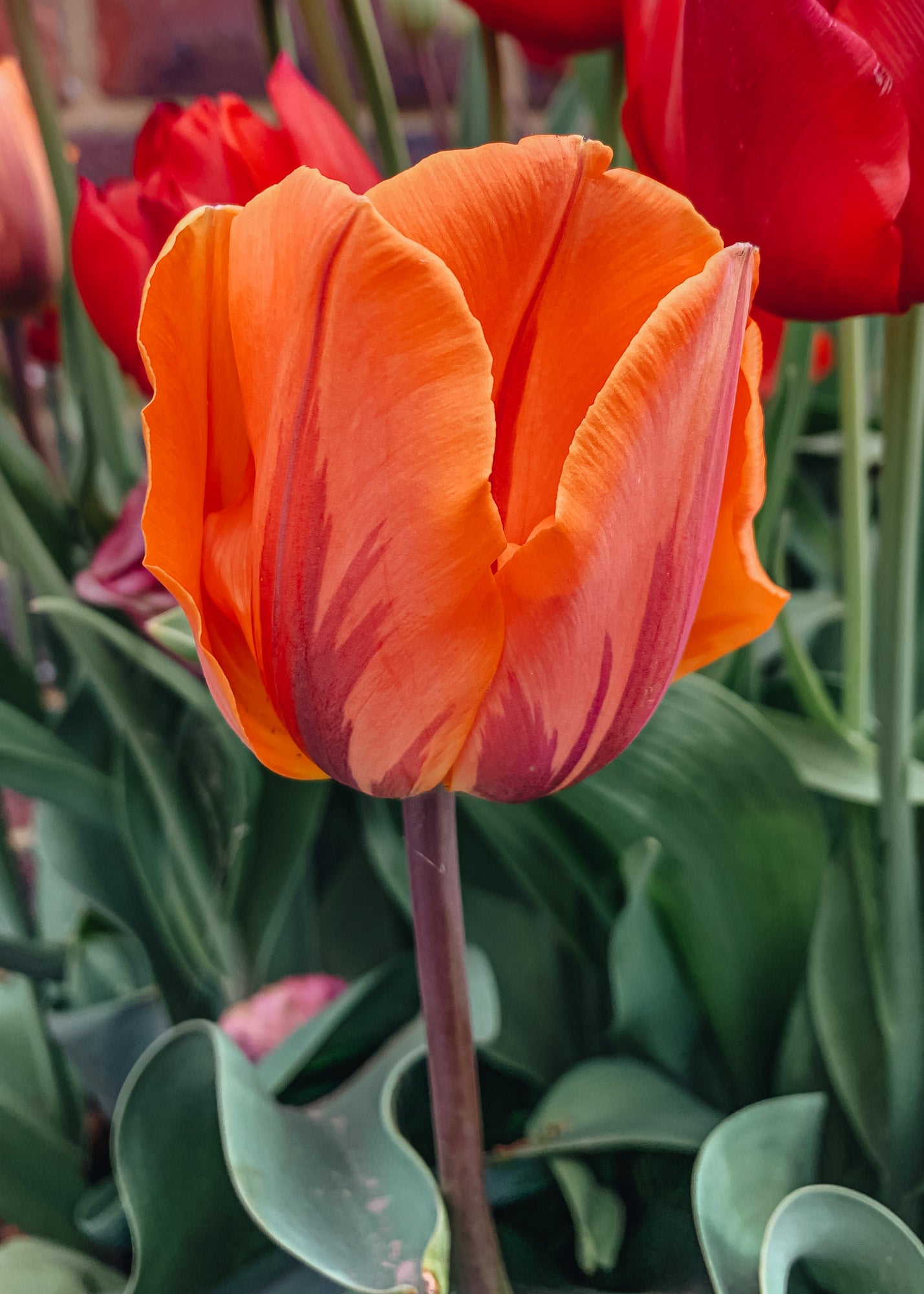 Tulipa Hermitage Bulbs