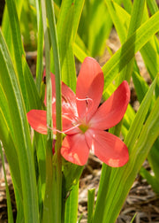 Hesperantha coccinea 'Oregon Sunset', 1L