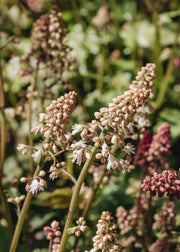 Heucherella Heucherella White Revolution