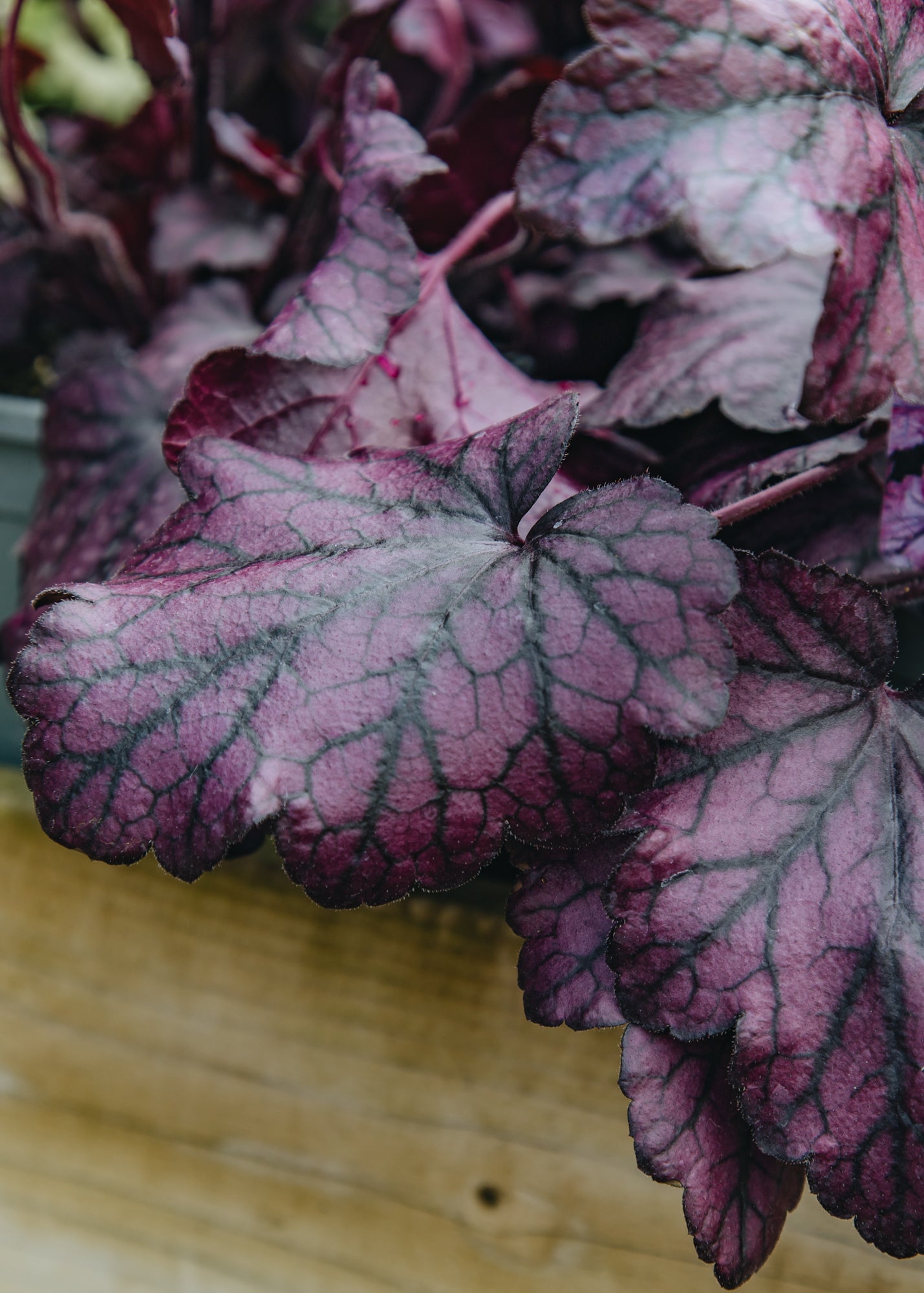 Heuchera Heuchera Electric Plum, 2/3L