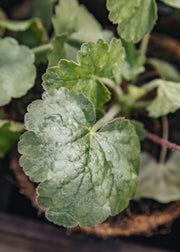 Hairy Pot Heuchera sanguinea 'Firefly', 1L