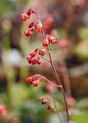 Hairy Pot Heuchera sanguinea 'Firefly', 1L