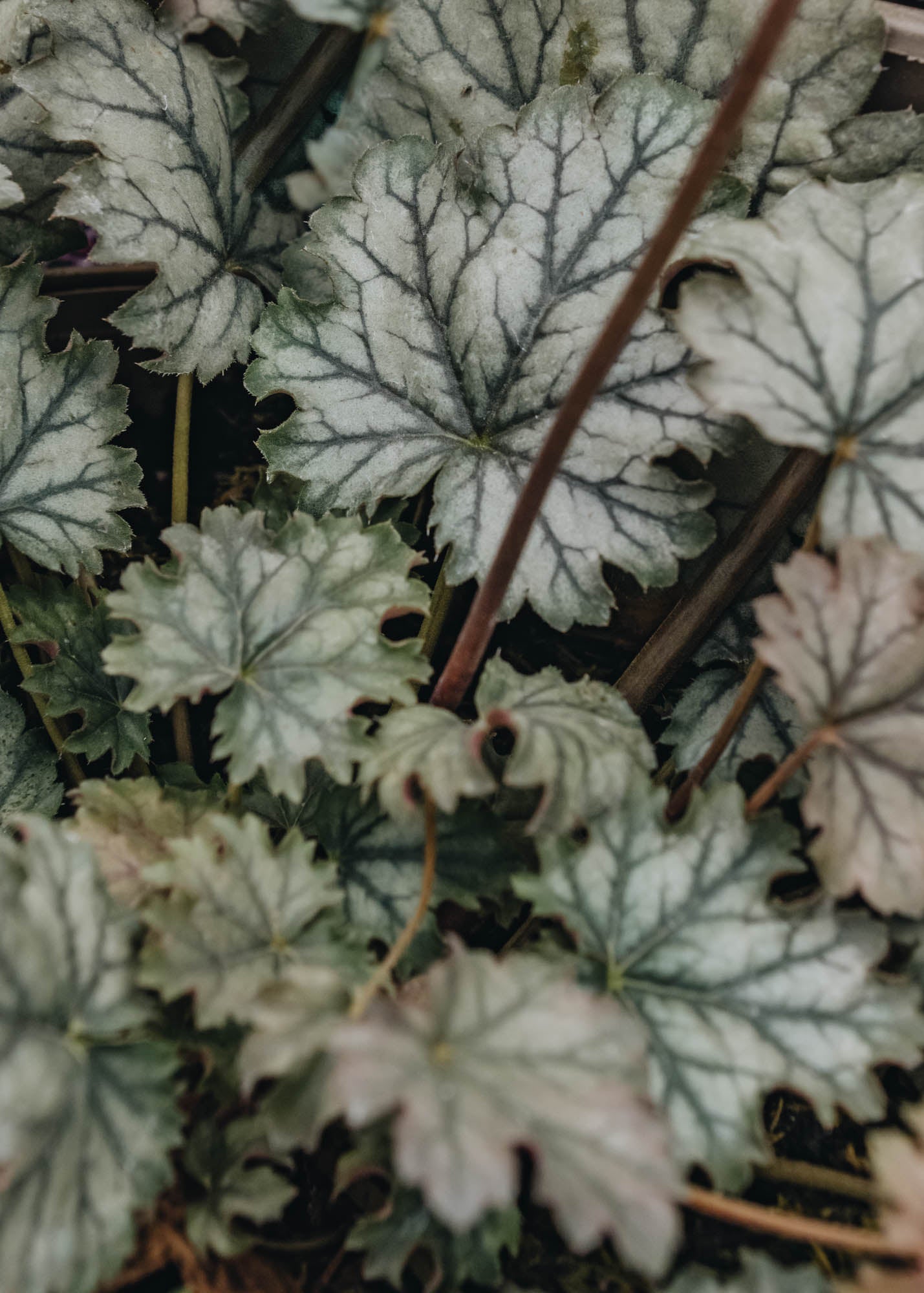 Heuchera Flores Snow