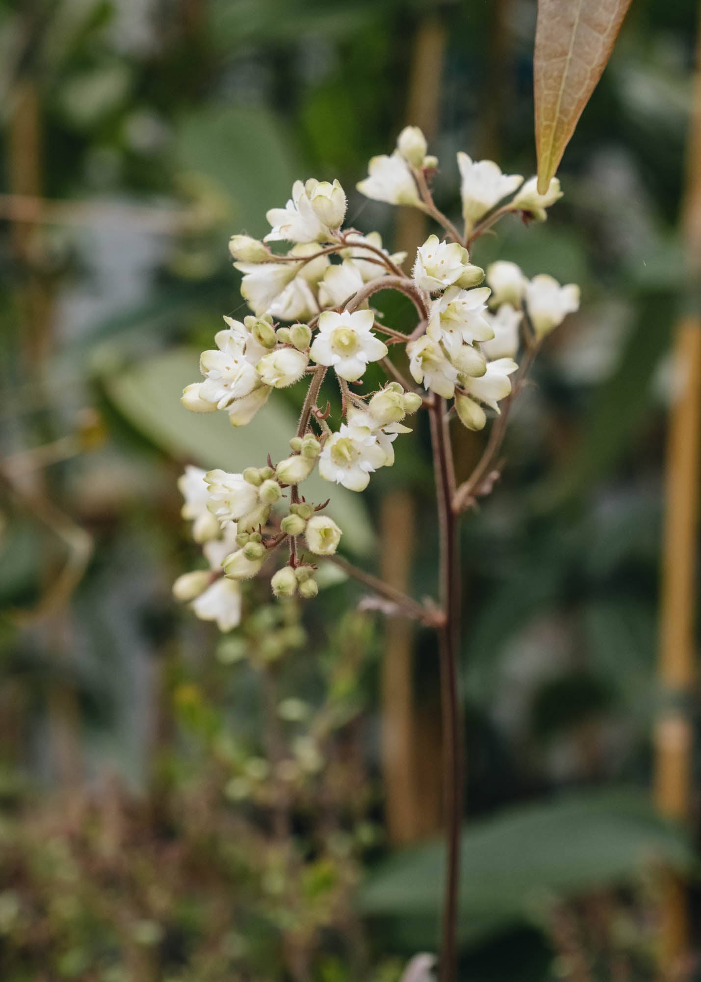 Heuchera Heuchera Flores Snow