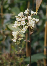 Heuchera Heuchera Flores Snow