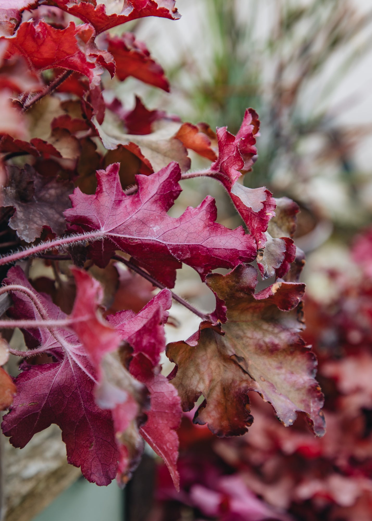 Heuchera Heuchera Indian Summer Cranberry, 2/3L
