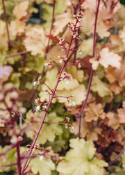 Heuchera Marmalade