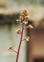Heuchera Heuchera 'Northern Exposure Amber', 3L