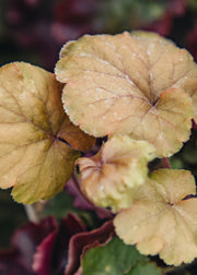 Heuchera 'Northern Exposure Amber', 3L