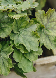 Anemone Heuchera 'Northern Exposure Lime', 3L