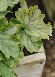 Heuchera Heuchera 'Northern Exposure Lime', 3L