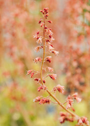 Heuchera Heuchera 'Northern Exposure Lime', 3L