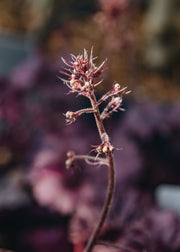 Heuchera Heuchera ‘Northern Exposure Purple’, 3L 