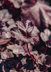 Heuchera 'Pink Panther', 2L